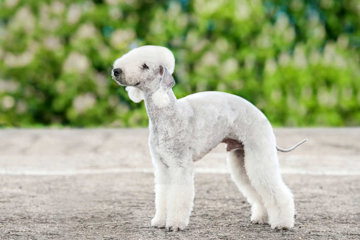 Bedlington terrier (Photo : Adobe Stock)