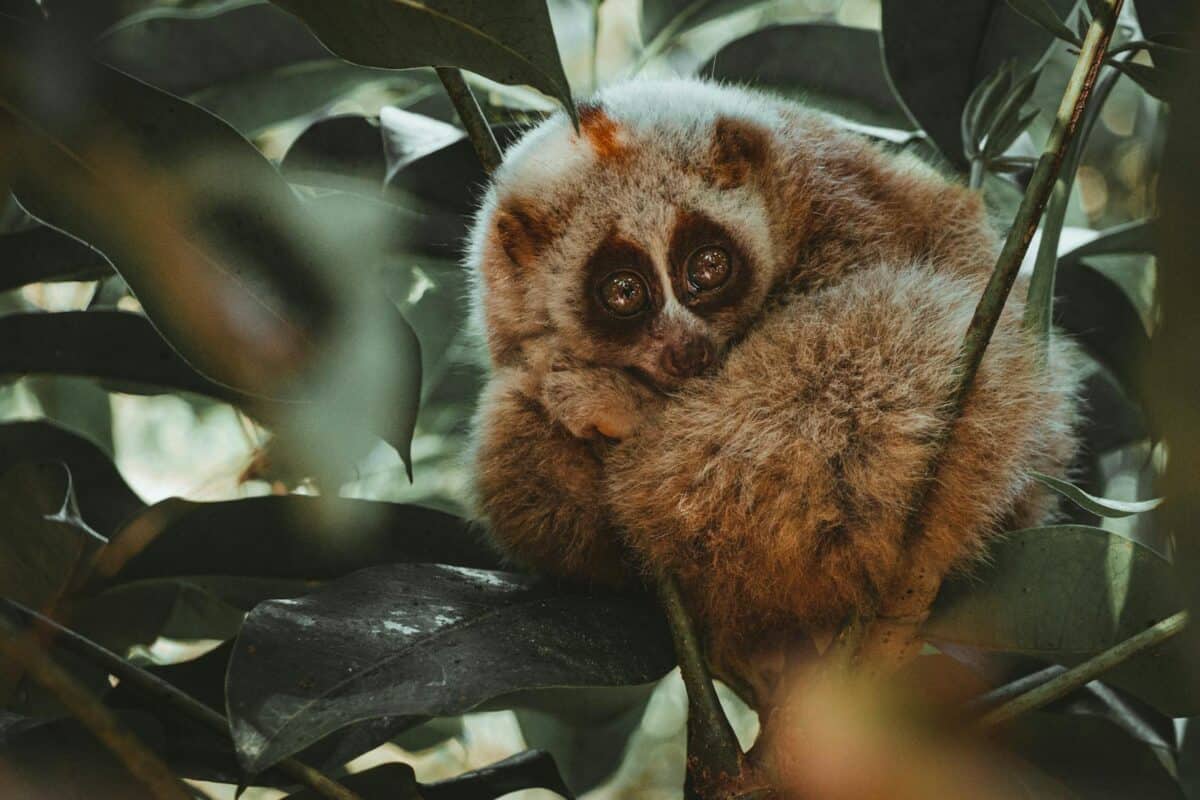 Intriguant loris lent enroulé dans le feuillage, mettant en valeur la beauté de la faune.