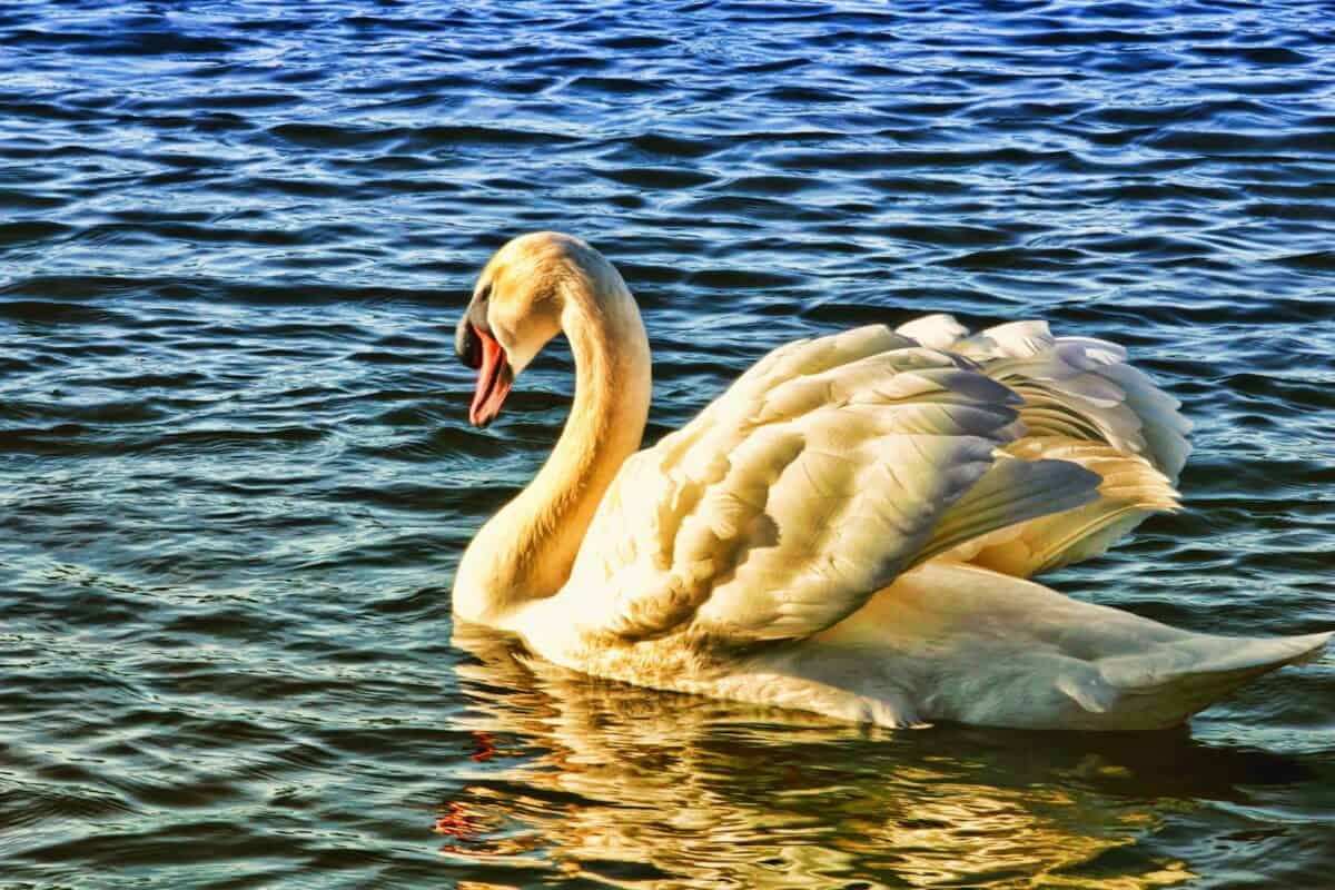 Cygne élégant nageant gracieusement dans un étang ensoleillé, mettant en valeur la beauté et la tranquillité de la nature.