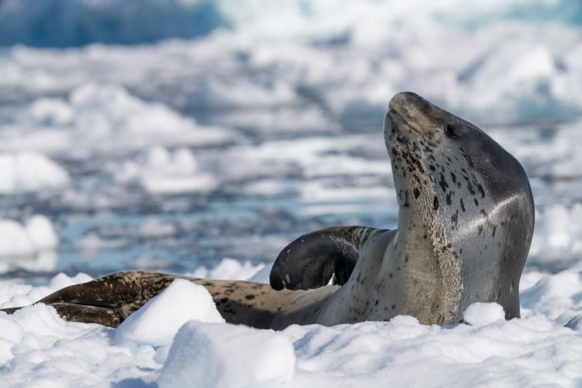 Une photo détaillée d'un phoque léopard se reposant sur le terrain glacé de l'Antarctique, capturant son habitat naturel.