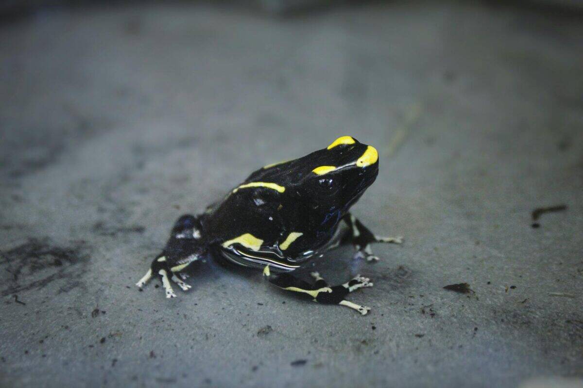 Gros plan d'une grenouille venimeuse arlequin noire et jaune frappante sur un terrain rocheux.