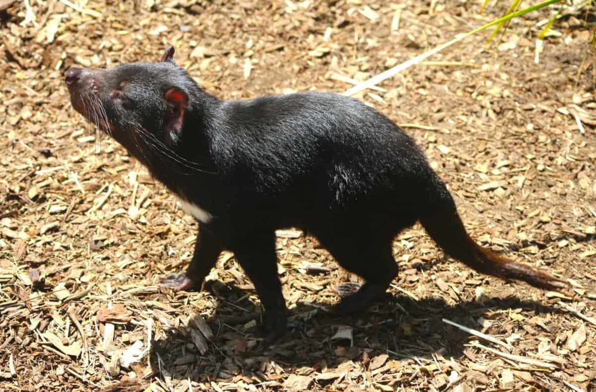 Un diable de Tasmanie explorant son habitat naturel par une journée ensoleillée, mettant en valeur ses caractéristiques uniques.