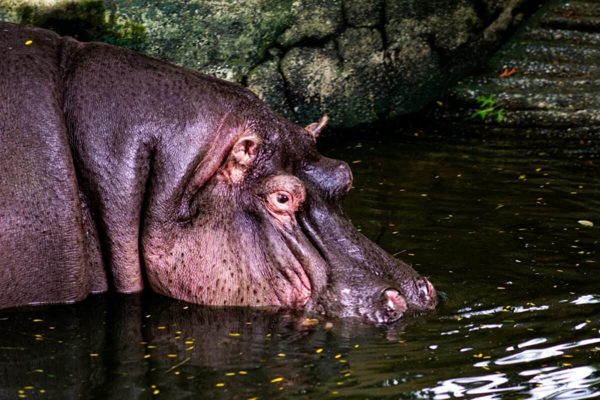 Vue détaillée d'un hippopotame se reposant dans un habitat aquatique, entouré d'éléments naturels.