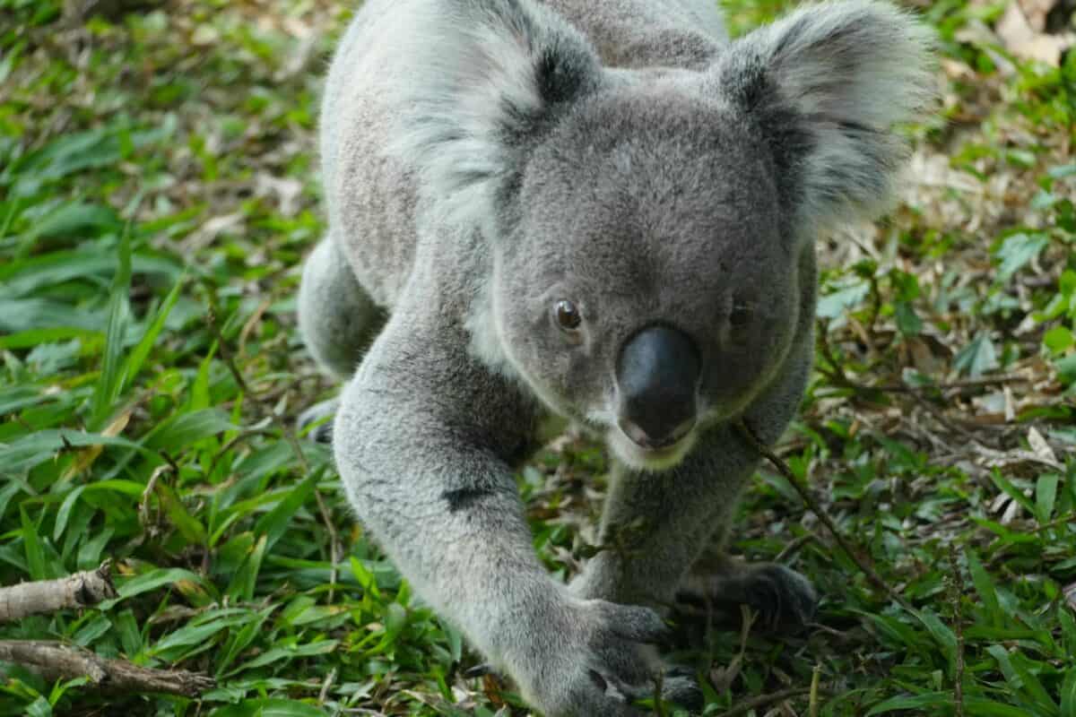 Un koala curieux marchant sur l'herbe dans un cadre naturel.