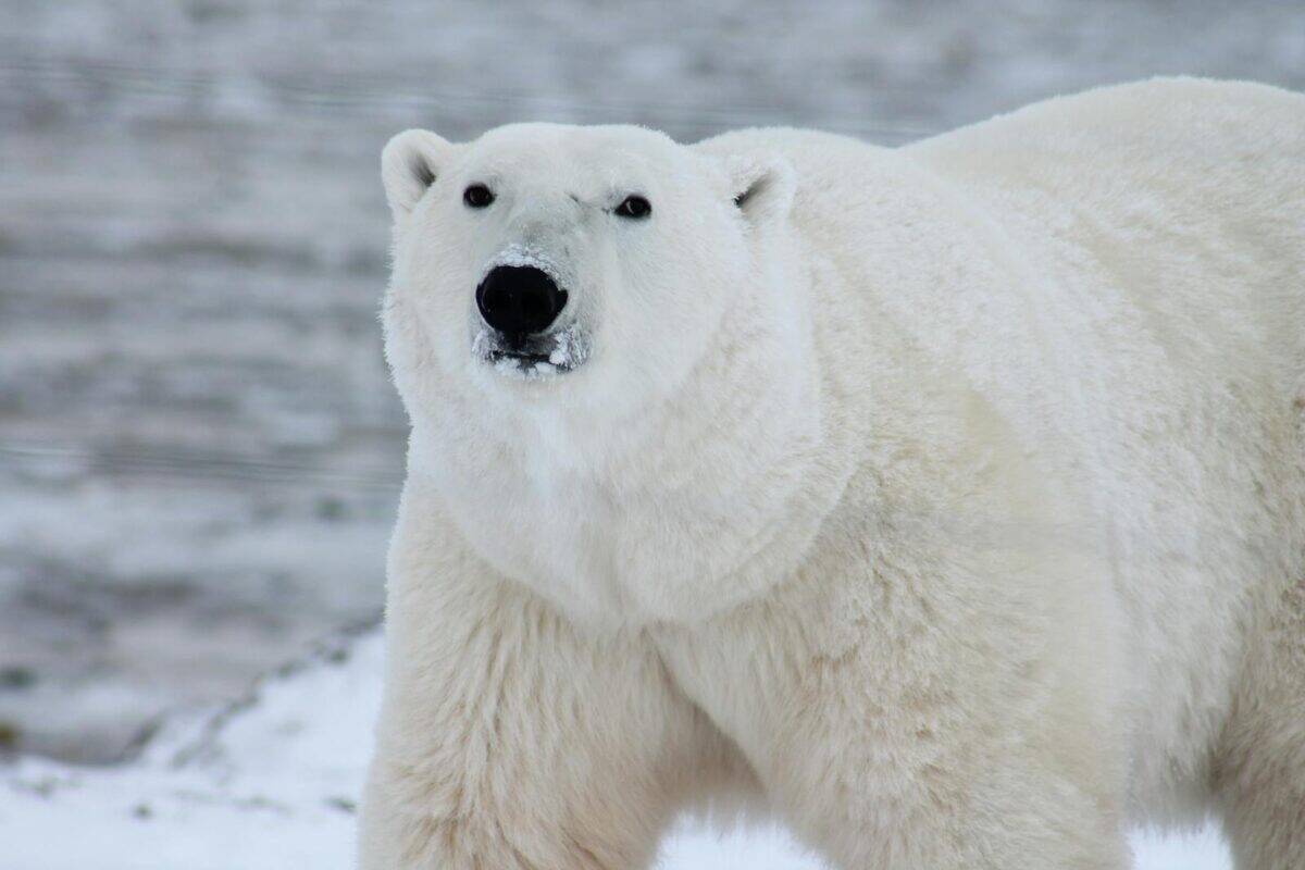 Gros plan d'un ours polaire dans son habitat naturel glacé, mettant en valeur sa présence majestueuse.