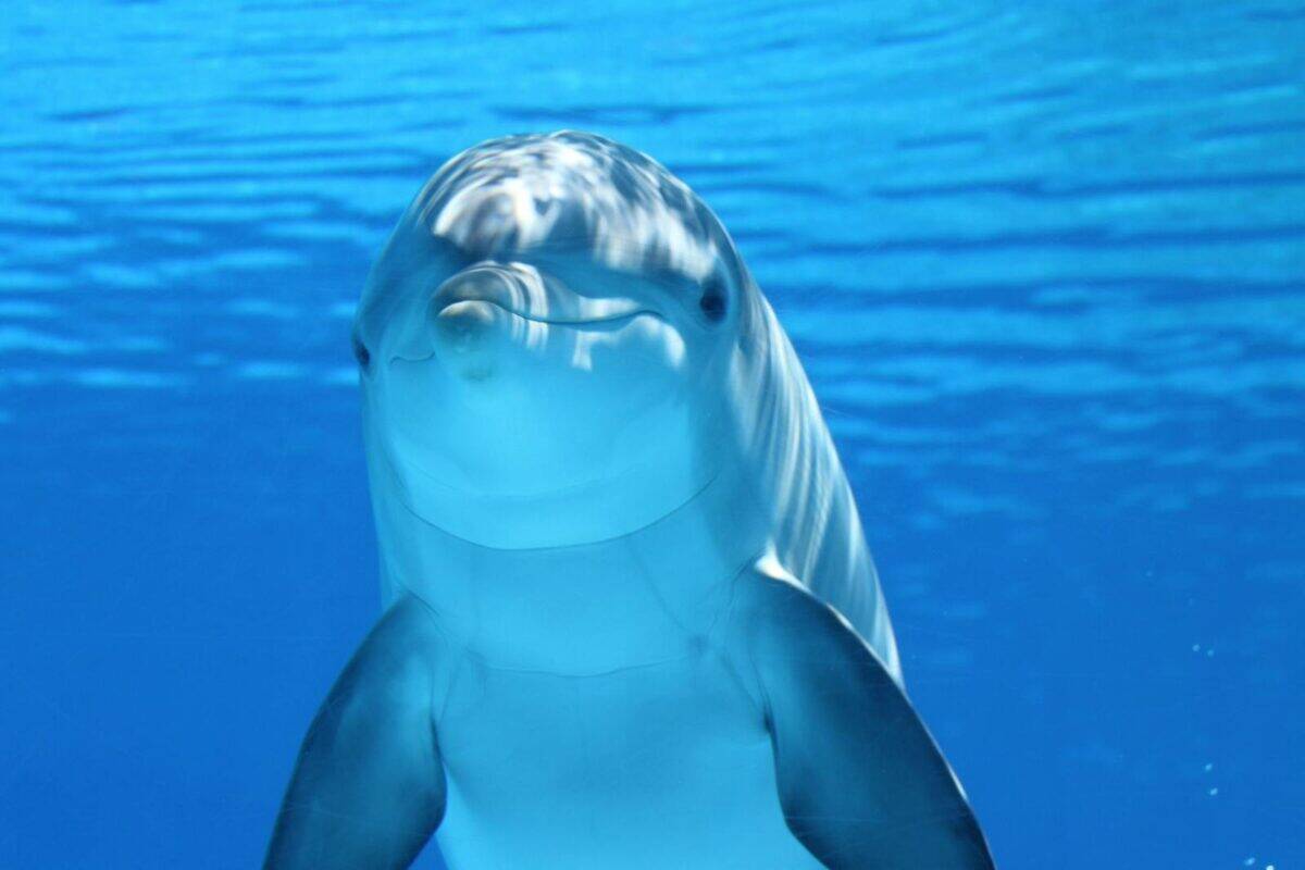 Une photo sous-marine captivante d'un dauphin nageant dans une eau bleue claire.
