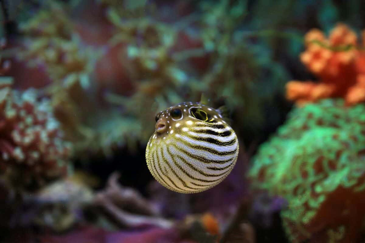 Gros plan vibrant d'un poisson-globe tacheté nageant dans un aquarium richement coloré.