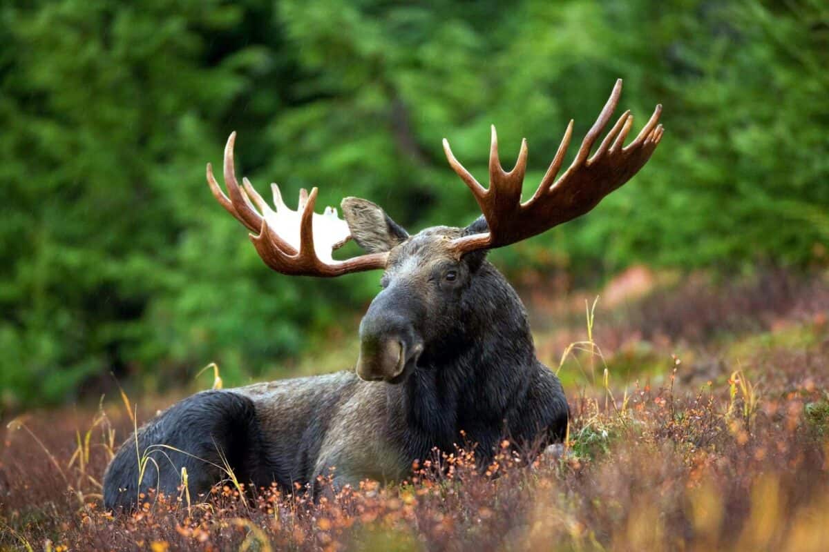 Un orignal mâle avec de grands bois couché dans une clairière forestière entourée d'une verdure luxuriante.